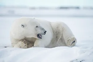 Nanook Prints: Polar bear (Ursus maritimus), sow rests along a barrier island during fall freeze up