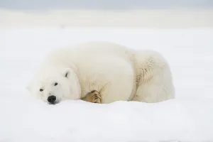Nanook Prints: Polar bear (Ursus maritimus), sow rests along a barrier island during fall freeze up