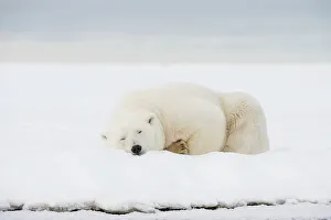Nanook Prints: Polar bear (Ursus maritimus), sow rests along a barrier island during fall freeze up