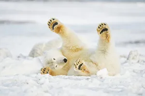 Female Animal Prints: Polar bear (Ursus maritimus) sow rolling around on newly formed pack ice