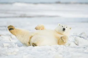 Carnivorous Prints: Polar bear (Ursus maritimus) sow rolling around on newly formed pack ice
