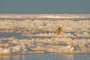 Female Animal Prints: Polar bear (Ursus maritimus) sow in slushy newly forming pack ice during fall freeze up