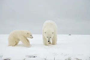 Nanook Prints: Polar bear (Ursus maritimus), sow with spring cub along a barrier island during fall freeze up