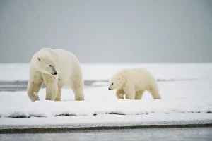 Nanook Prints: Polar bear (Ursus maritimus), sow with spring cub along a barrier island during fall freeze up