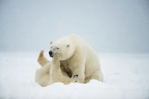 Nanook Prints: Polar bear (Ursus maritimus), sow with spring cub play with one another along a barrier island during fall freeze up