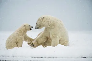 Nanook Prints: Polar bear (Ursus maritimus), sow with spring cub play with one another along a barrier island during fall freeze up