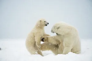 Nanook Prints: Polar bear (Ursus maritimus), sow with spring cub play with one another along a barrier island during fall freeze up