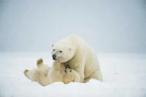 Nanook Prints: Polar bear (Ursus maritimus), sow with spring cub play with one another along a barrier island during fall freeze up