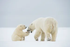 Nanook Prints: Polar bear (Ursus maritimus), sow with spring cub play with one another along a barrier island during fall freeze up