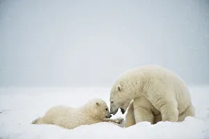 Nanook Prints: Polar bear (Ursus maritimus), sow with spring cub rest along a barrier island during fall freeze up