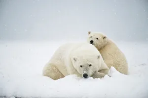 Nanook Prints: Polar bear (Ursus maritimus), sow with spring cub rest along a barrier island during fall freeze up