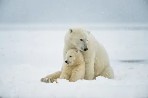 Nanook Prints: Polar bear (Ursus maritimus), sow with spring cub rest along a barrier island during fall freeze up