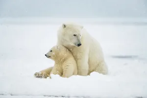 Nanook Prints: Polar bear (Ursus maritimus), sow with spring cub rest along a barrier island during fall freeze up