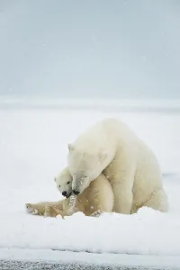 Nanook Prints: Polar bear (Ursus maritimus), sow with spring cub rest along a barrier island during fall freeze up