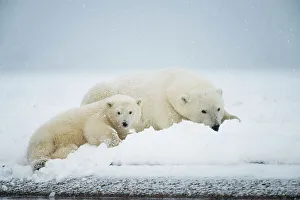 Nanook Prints: Polar bear (Ursus maritimus), sow with spring cub rest along a barrier island during fall freeze up