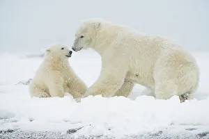 Nanook Prints: Polar bear (Ursus maritimus), sow with spring cub rest along a barrier island during fall freeze up