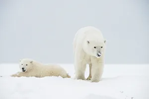 Nanook Prints: Polar bear (Ursus maritimus), sow with spring cub rest along a barrier island during fall freeze up