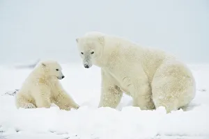 Nanook Prints: Polar bear (Ursus maritimus), sow with spring cub rest along a barrier island during fall freeze up