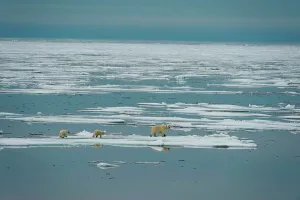 Sea Ice Prints: polar bear, Ursus maritimus, sow with spring cubs travel multi-year sea ice in search of seals in summer