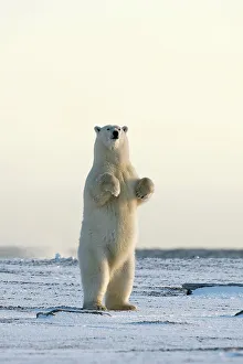 Carnivorous Prints: Polar bear (Ursus maritimus) sow standing on a barrier island