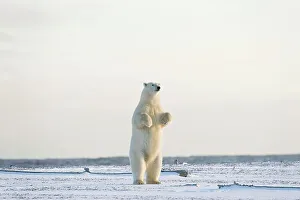 Carnivorous Prints: Polar bear (Ursus maritimus) sow standing on a barrier island