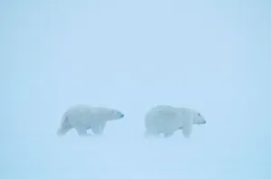 Subadult Prints: polar bear, Ursus maritimus, sow with subadult cub travel along the foggy coast during fall freeze up