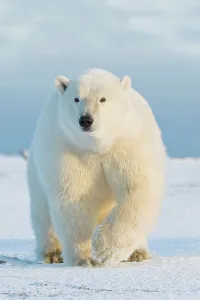 Female Animal Prints: Polar bear (Ursus maritimus) sow walking on a barrier island