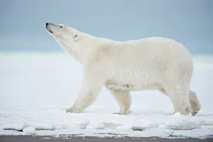 Nanook Prints: Polar bear (Ursus maritimus), sow walks along a barrier island during fall freeze up