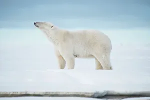 Nanook Prints: Polar bear (Ursus maritimus), sow walks along a barrier island during fall freeze up