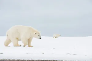 Nanook Prints: Polar bear (Ursus maritimus), sow walks along a barrier island during fall freeze up