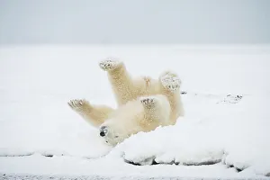 Nanook Prints: Polar bear (Ursus maritimus), spring cub rolling around and playing along a barrier island during fall freeze up