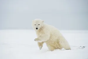 Nanook Prints: Polar bear (Ursus maritimus), spring cub rolling around and playing along a barrier island during fall freeze up