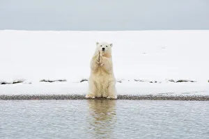 Nanook Prints: Polar bear (Ursus maritimus), spring cub sits up on its haunches and scratches itself