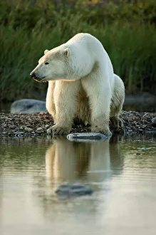 Omnivorous Prints: Polar bear (Ursus maritimus) by stream along the shores of Hudson Bay