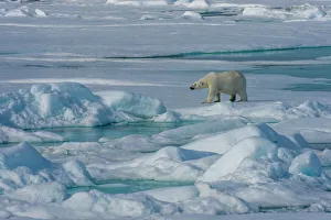 Predatory Prints: A polar bear (Ursus maritimus) is walking over the pack ice north of Svalbard, Norway