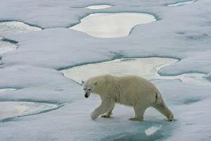 Predatory Prints: A polar bear (Ursus maritimus) is walking on the pack ice north of Svalbard, Norway