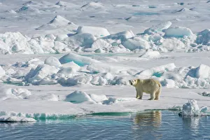 Predatory Prints: A polar bear (Ursus maritimus) is walking over the pack ice north of Svalbard, Norway