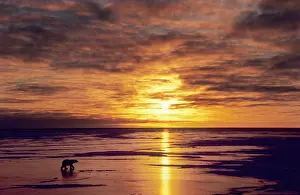 Polar Bear, Ursus maritimus, walks across ice at sunset; Cape Churchill, Manitoba, Canada