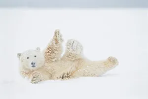 Pack Ice Prints: Polar bear (Ursus maritimus) yearling rolls around on newly formed pack ice