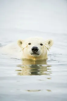 Carnivores Prints: Polar bear (Ursus maritimus) yearling swimming in the Beaufort Sea