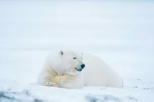 Subadult Prints: polar bear, Ursus maritimus, young bear rests along Bernard Spit during fall freeze up