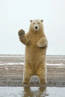 Subadult Prints: polar bear, Ursus maritimus, young bear stands on its hind legs and balances itself along the coast