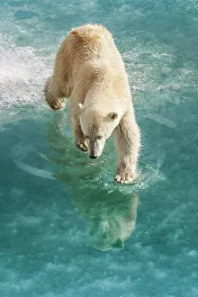Animal Prints: Polar bear walking on pack ice, Horsund Fjord, Svalbard, Norway