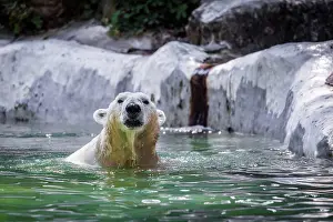 Global Prints: Polar bear in the wild