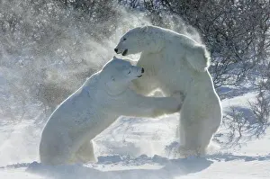 Chordate Prints: Polar bears in the wild. A powerful predator and a vulnerable or potentially endangered species