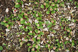 Norway Prints: Polar willow (Salix polaris) growing on the tundra in summertime