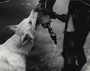 1937 Prints: Police dog 'gore' gets her man she has overpowered the would be criminal