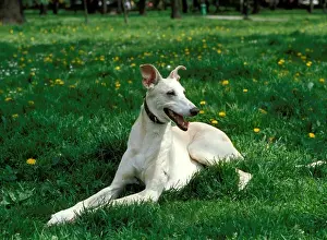 Best Prints: Polish Hound Dog lying on grass, MR9018