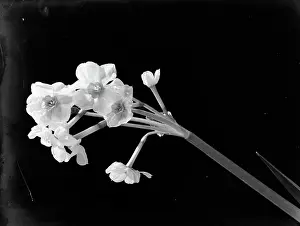 Poll photo collection. Advertising photography. A branch daffodils. 1933