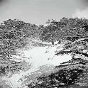 East Prints: Poll photo collection. Middle East 1950-1955: Lebanon